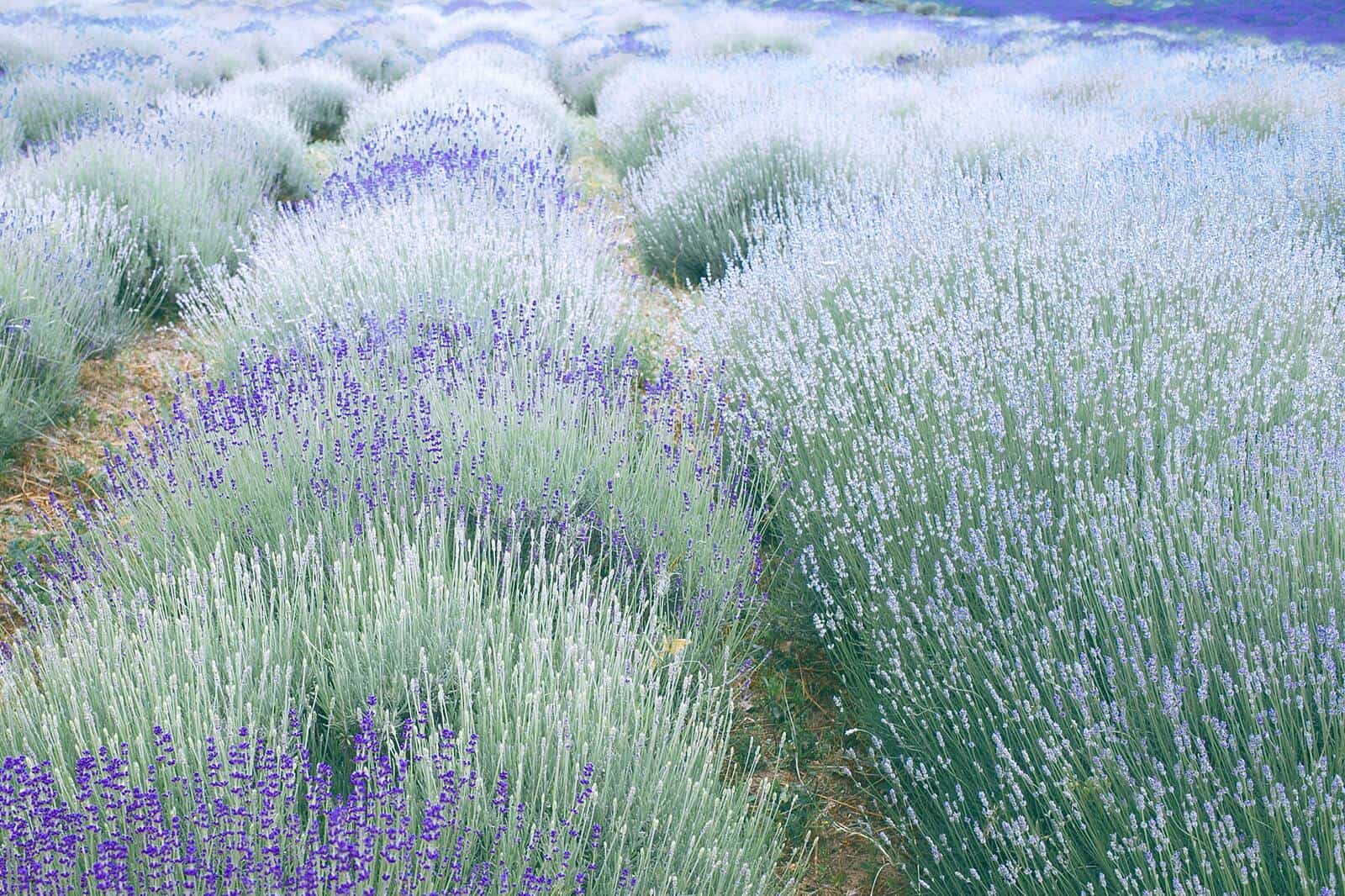 Lavendel